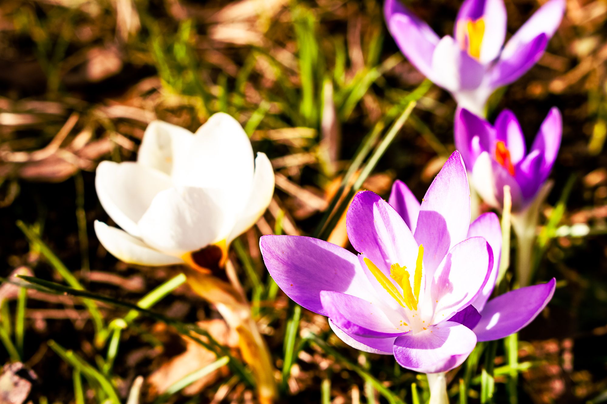 Spring Time